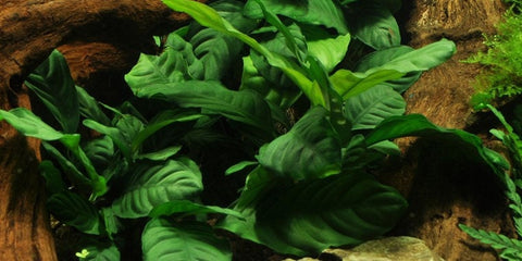 BUY 2 GET 1 FREE Anubias Barteri 'Coffeefolia'-SQ5917119
