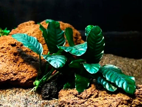 BUY 2 GET 1 FREE Anubias Barteri 'Coffeefolia'-SQ5917119