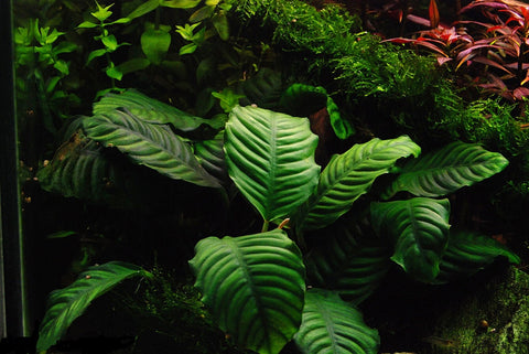 BUY 2 GET 1 FREE Anubias Barteri 'Coffeefolia'-SQ5917119