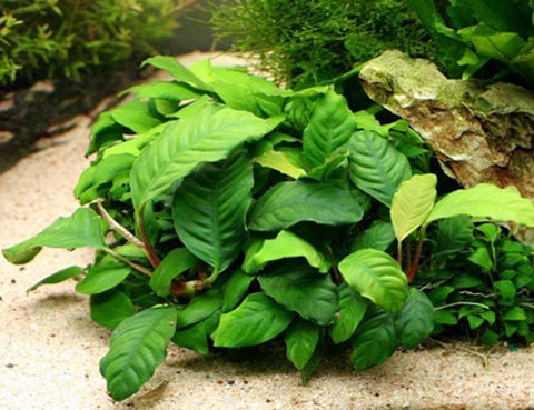 BUY 2 GET 1 FREE Anubias Barteri 'Coffeefolia'-SQ5917119