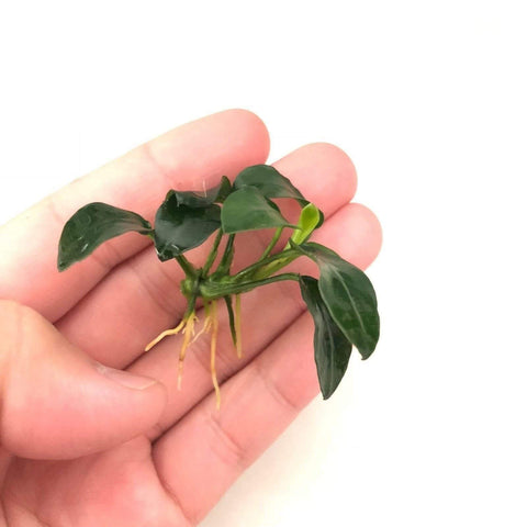 BUY 2 GET 1 FREE Anubias Nana 'Petite'