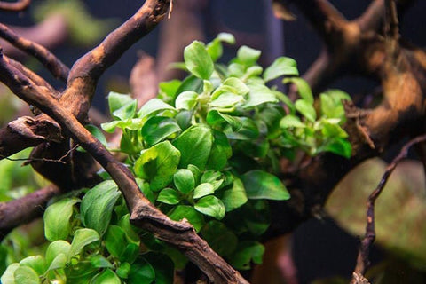 BUY 2 GET 1 FREE Anubias Nana 'Petite'