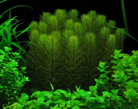 BUY 2 GET 1 FREE Green Foxtail (Myriophyllum pinnatum)