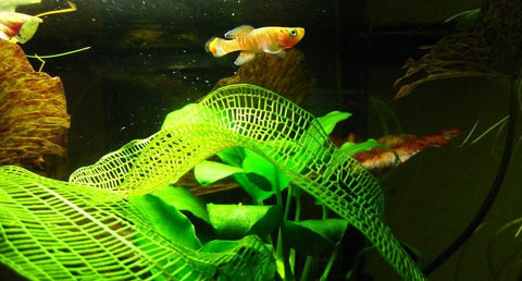 BUY 2 GET 1 FREE Madagascar Lace Plant! (Aponogeton madagascariensis)-SQ8361945