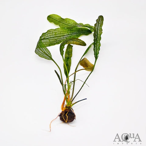 BUY 2 GET 1 FREE Madagascar Lace Plant! (Aponogeton madagascariensis)-SQ8361945