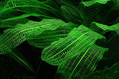 BUY 2 GET 1 FREE Madagascar Lace Plant! (Aponogeton madagascariensis)-SQ8361945