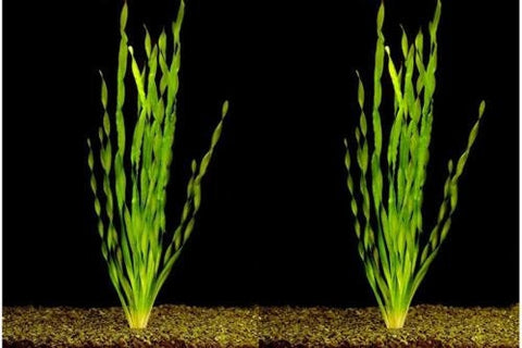 BUY 2 GET 1 FREE Corkscrew Val! (Vallisneria Contortionist)