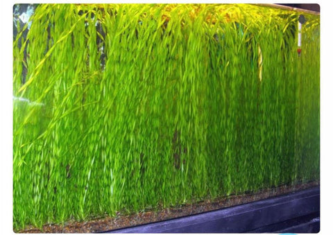 BUY 2 GET 1 FREE Corkscrew Val! (Vallisneria Contortionist)