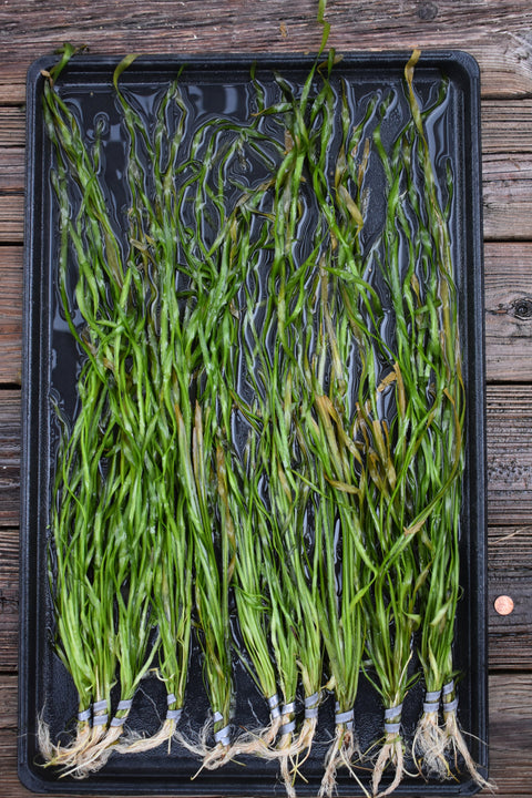 BUY 2 GET 1 FREE Corkscrew Val! (Vallisneria Contortionist)