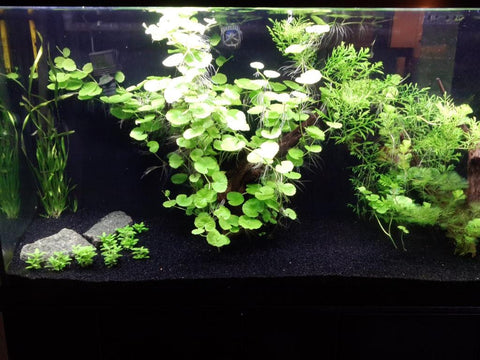 BUY 2 GET 1 FREE Brazilian Pennywort (Hydrocotyle Leucocephala)