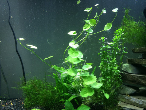BUY 2 GET 1 FREE Brazilian Pennywort (Hydrocotyle Leucocephala)