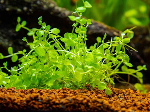 BUY 2 GET 1 FREE Monte Carlo (Micranthemum Tweediei)