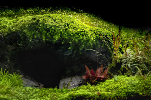 BUY 2 GET 1 FREE Plants on Mats! Monte Carlo (Micranthemum Tweediei) on Weighted Mat