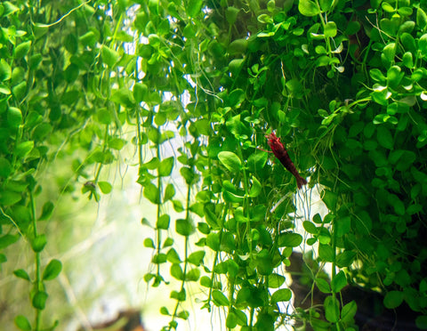 BUY 2 GET 1 FREE Monte Carlo (Micranthemum Tweediei)