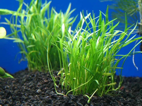 BUY 2 GET 1 FREE Micro Sword (Lilaeopsis Brasiliensis)