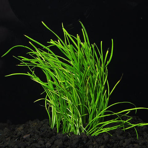 BUY 2 GET 1 FREE Micro Sword (Lilaeopsis Brasiliensis)