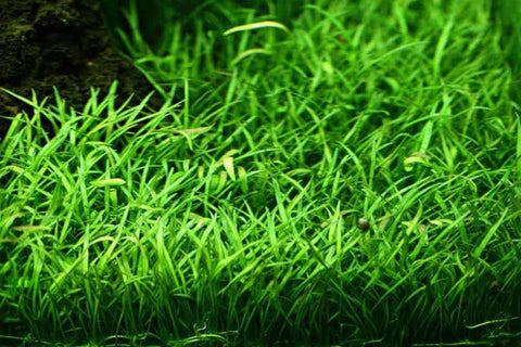 BUY 2 GET 1 FREE Micro Sword (Lilaeopsis Brasiliensis)