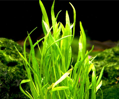 BUY 2 GET 1 FREE Micro Sword (Lilaeopsis Brasiliensis)