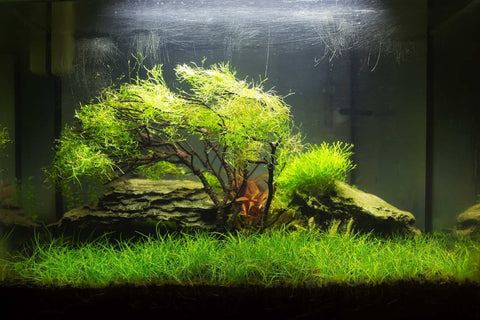 BUY 2 GET 1 FREE Dwarf Hairgrass (Eleocharis Parvula)
