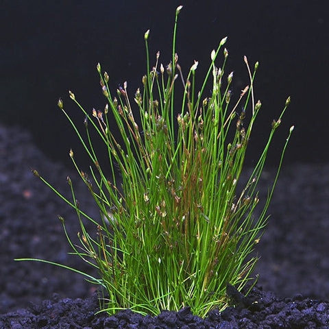BUY 2 GET 1 FREE Dwarf Hairgrass (Eleocharis Parvula)