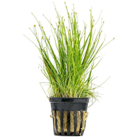 BUY 2 GET 1 FREE Dwarf Hairgrass (Eleocharis Parvula)
