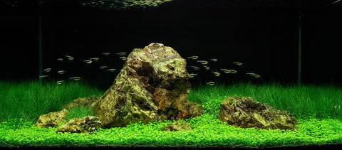 BUY 2 GET 1 FREE Dwarf Hairgrass (Eleocharis Parvula)