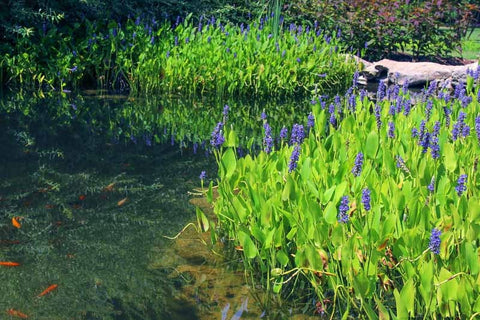 Purple Pickerel Rush (Pontederia Cordata)