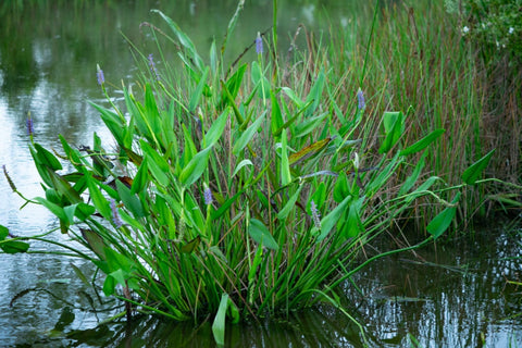Purple Pickerel Rush (Pontederia Cordata)
