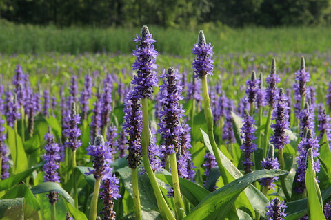 Purple Pickerel Rush (Pontederia Cordata)