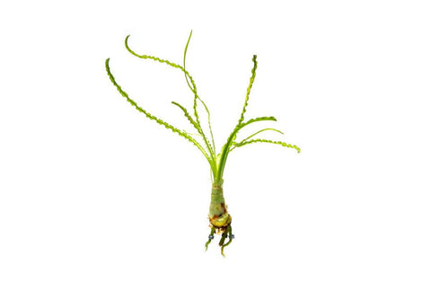 BUY 2 GET 1 FREE Crinum Calamistratum
