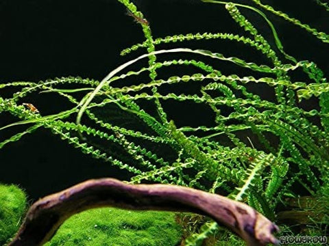 BUY 2 GET 1 FREE Crinum Calamistratum