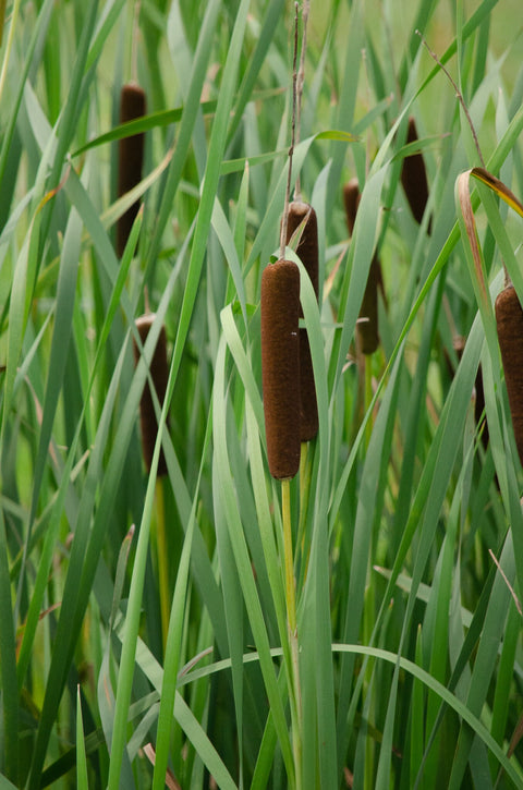 Cattail (Typha Latifolia)