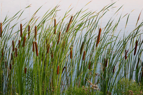Cattail (Typha Latifolia)