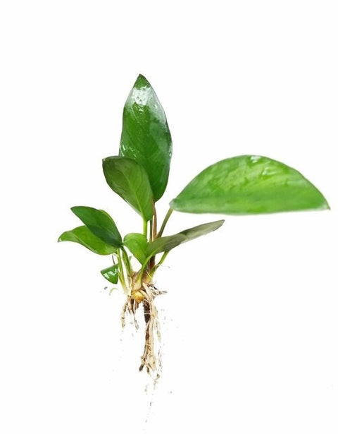 BUY 2 GET 1 FREE Anubias Frazeri (Large)