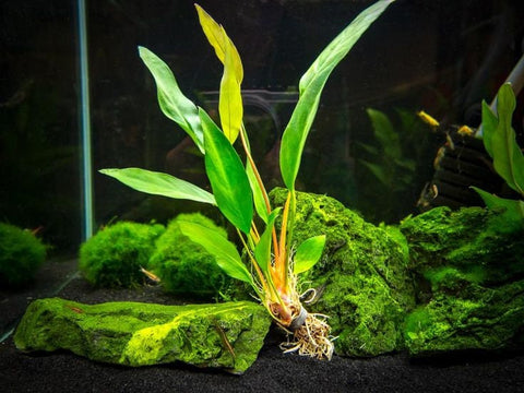 BUY 2 GET 1 FREE Anubias Frazeri (Large)