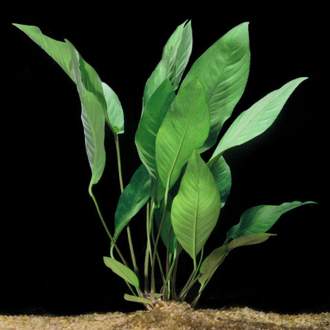 BUY 2 GET 1 FREE Anubias Frazeri (Large)