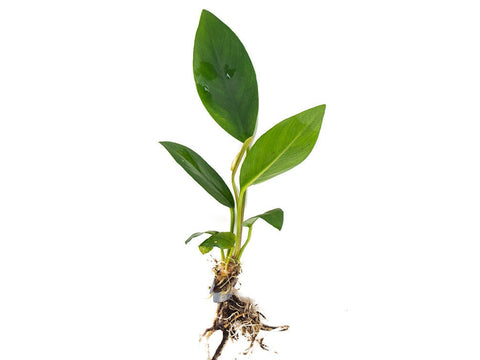 BUY 2 GET 1 FREE Anubias Congensis (Afzelii)-SQ4965037