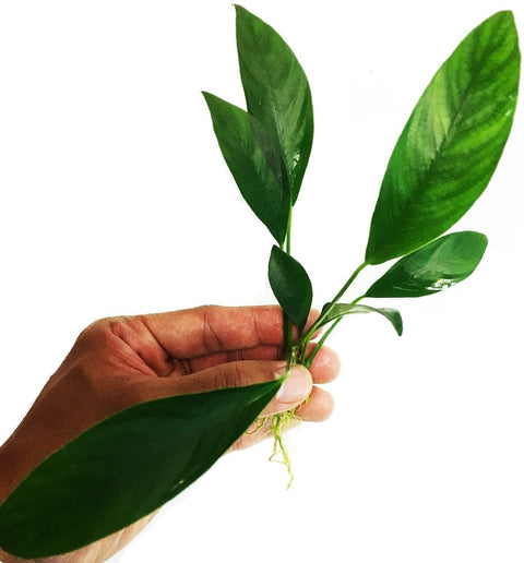 BUY 2 GET 1 FREE Anubias Congensis (Afzelii)-SQ4965037