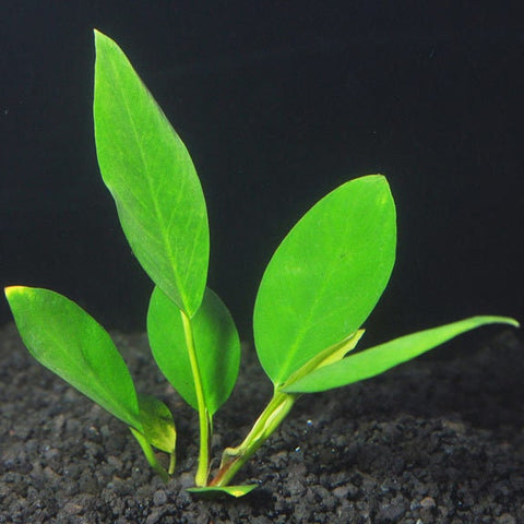 BUY 2 GET 1 FREE Anubias Congensis (Afzelii)-SQ4965037