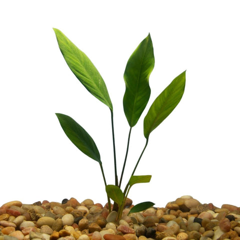 BUY 2 GET 1 FREE Anubias Congensis (Afzelii)-SQ4965037