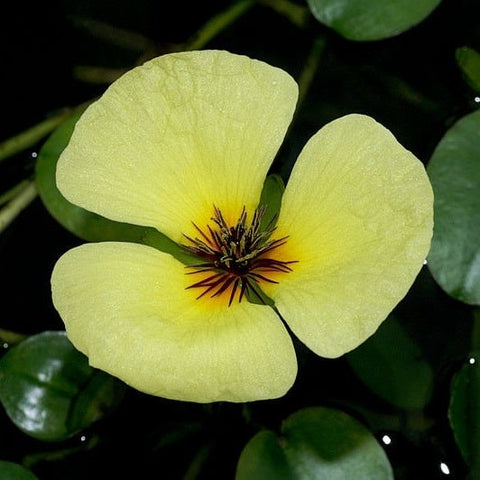 BUY 2 GET 1 FREE Water Poppy (Hydrocleys nymphoides)