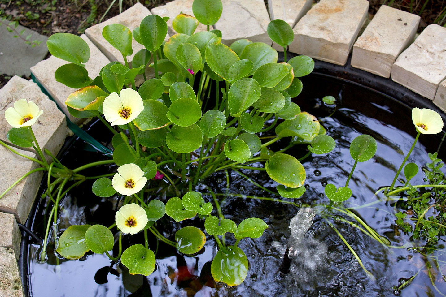 Florida Aquascaping Water Poppy - Thumbnail 4