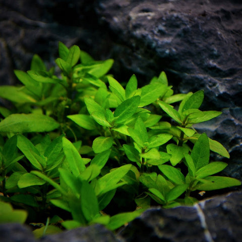 BUY 2 GET 1 FREE Staurogyne Repens