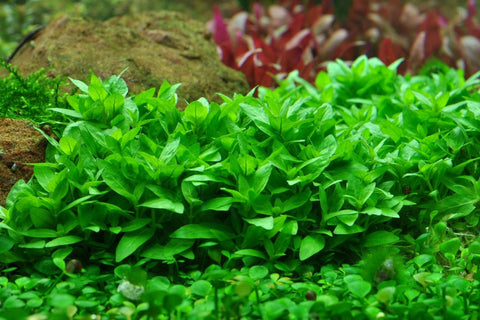 BUY 2 GET 1 FREE Staurogyne Repens