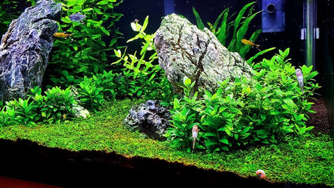 BUY 2 GET 1 FREE Staurogyne Repens