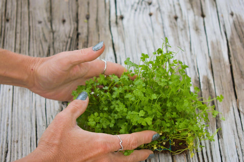 BUY 2 GET 1 FREE Plants on Mats! Hydrocotyle Tripartita sp. Japan on Weighted Mat
