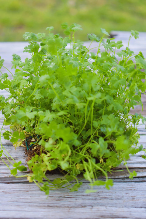 BUY 2 GET 1 FREE Plants on Mats! Hydrocotyle Tripartita sp. Japan on Weighted Mat