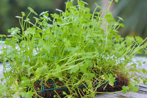 BUY 2 GET 1 FREE Plants on Mats! Hydrocotyle Tripartita sp. Japan on Weighted Mat