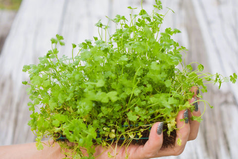 BUY 2 GET 1 FREE Plants on Mats! Hydrocotyle Tripartita sp. Japan on Weighted Mat