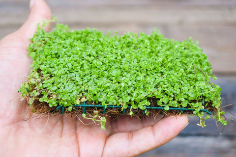 BUY 2 GET 1 FREE Plants on Mats! Monte Carlo (Micranthemum Tweediei) on Weighted Mat